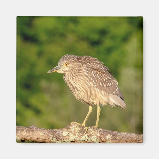 Juvenile Black Crowned Night Heron Magneet (Voorkant)