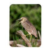 Juvenile Black Crowned Night Heron Magneet (Verticaal)