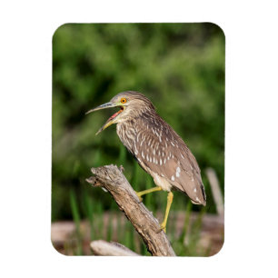 Juvenile Black Crowned Night Heron Magneet