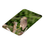 Juvenile Black Crowned Night Heron Magneet (Linkerzijde)