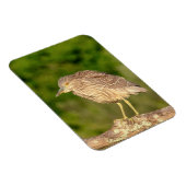 Juvenile Black Crowned Night Heron Magneet (Rechterzijde)