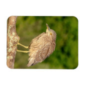 Juvenile Black Crowned Night Heron Magneet (Horizontaal)