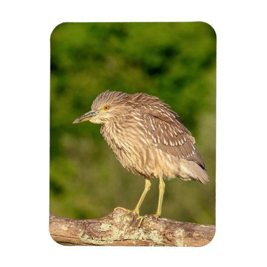 Juvenile Black Crowned Night Heron Magneet (Verticaal)