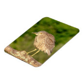 Juvenile Black Crowned Night Heron Magneet (Linkerzijde)