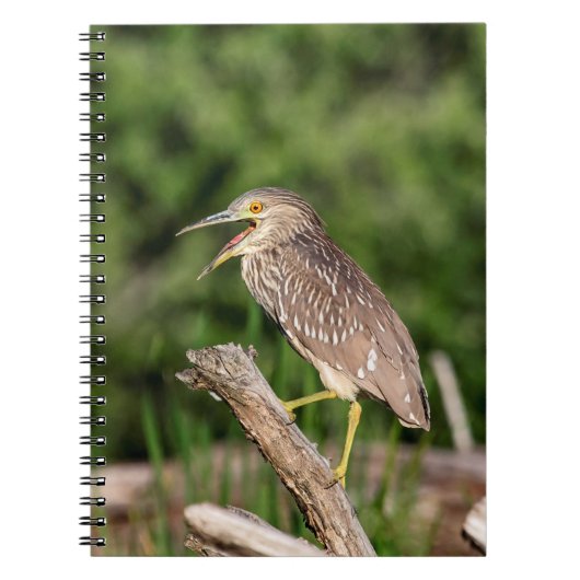 Juvenile Black Crowned Night Heron Notitieboek (Voorkant)