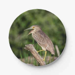 Juvenile Black Crowned Night Heron Papieren Bordje