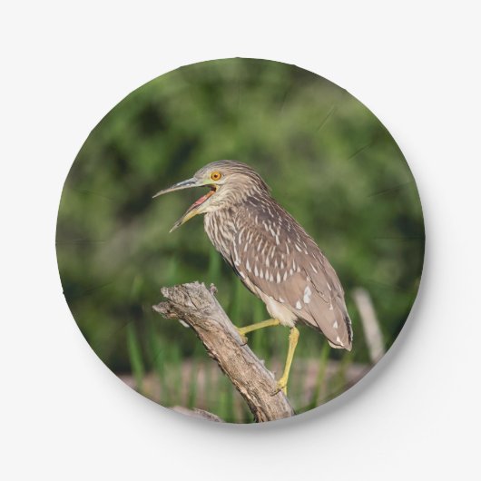 Juvenile Black Crowned Night Heron Papieren Bordje (Voorkant)
