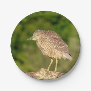 Juvenile Black Crowned Night Heron Papieren Bordje