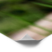 Juvenile Black Crowned Night Heron Poster (Hoek)