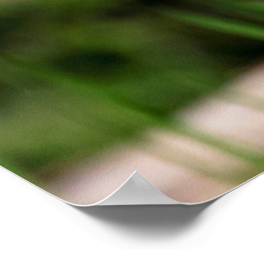 Juvenile Black Crowned Night Heron Poster (Hoek)