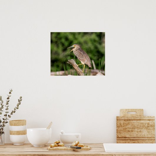Juvenile Black Crowned Night Heron Poster (Keuken)