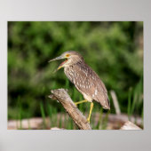 Juvenile Black Crowned Night Heron Poster (Voorkant)