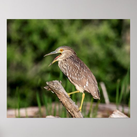 Juvenile Black Crowned Night Heron Poster (Voorkant)