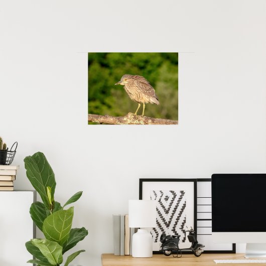 Juvenile Black Crowned Night Heron Poster (Thuiskantoor)