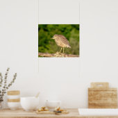 Juvenile Black Crowned Night Heron Poster (Keuken)
