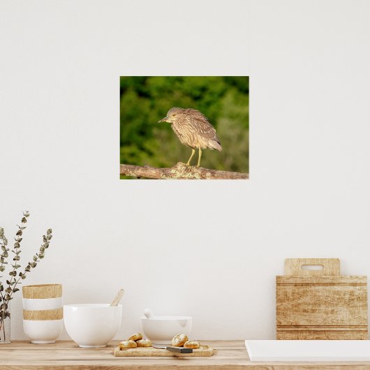 Juvenile Black Crowned Night Heron Poster (Keuken)