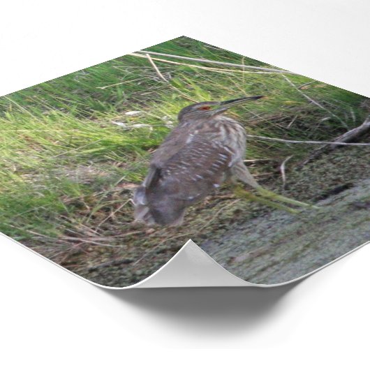 Juvenile Black-Crowned Night-Heron Poster (Hoek)