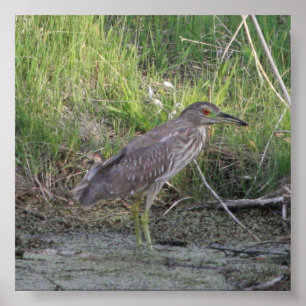 Juvenile Black-Crowned Night-Heron Poster