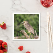 Juvenile Black Crowned Night Heron Servet (Insitu)