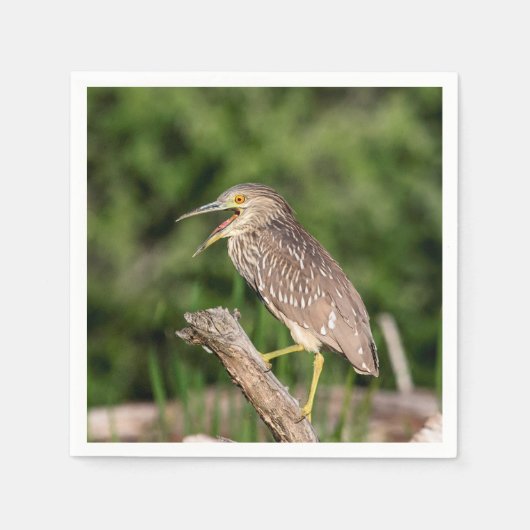 Juvenile Black Crowned Night Heron Servet (Voorkant)