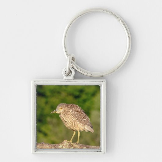 Juvenile Black Crowned Night Heron Sleutelhanger (Voorkant)