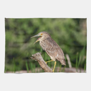 Juvenile Black Crowned Night Heron Theedoek