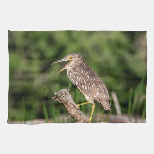 Juvenile Black Crowned Night Heron Theedoek (Horizontaal)