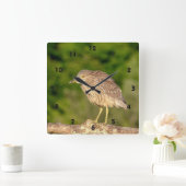 Juvenile Black Crowned Night Heron Vierkante Klok (Huis)