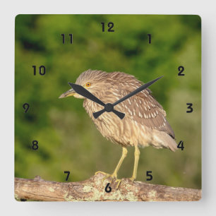 Juvenile Black Crowned Night Heron Vierkante Klok
