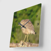 Juvenile Black Crowned Night Heron Vierkante Klok (Hoek)