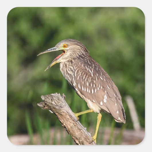 Juvenile Black Crowned Night Heron Vierkante Sticker (Voorkant)