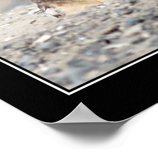 Juvenile Burrowing Owl Poster (Hoek)