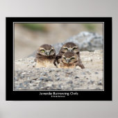 Juvenile Burrowing Owl Poster (Voorkant)