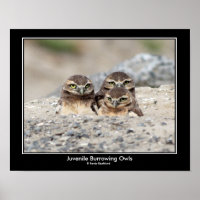 Juvenile Burrowing Owl Poster