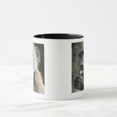 Juvenile Chacma baboon (Papio ursinus) eet noten Mok (Midden)