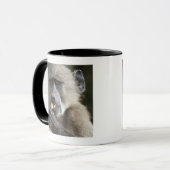 Juvenile Chacma baboon (Papio ursinus) eet noten Mok (Voorkant links)