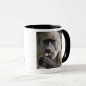 Juvenile Chacma baboon (Papio ursinus) eet noten Mok (Voorkant rechts)