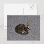 Juvenile Cottonmouth Snake Briefkaart (Voorkant / Achterkant)