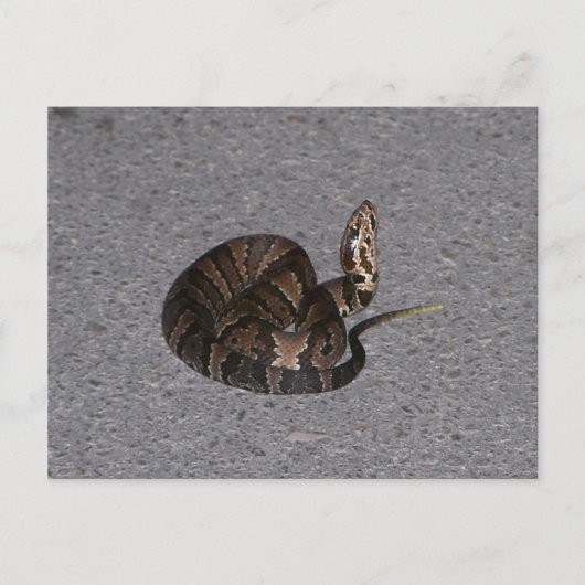 Juvenile Cottonmouth Snake Briefkaart (Voorkant)