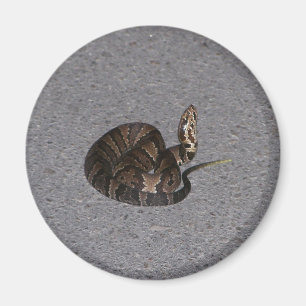 Juvenile Cottonmouth Snake Magneet