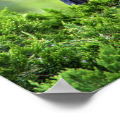 Juvenile Geel-vol Poster Night-Heron (Hoek)