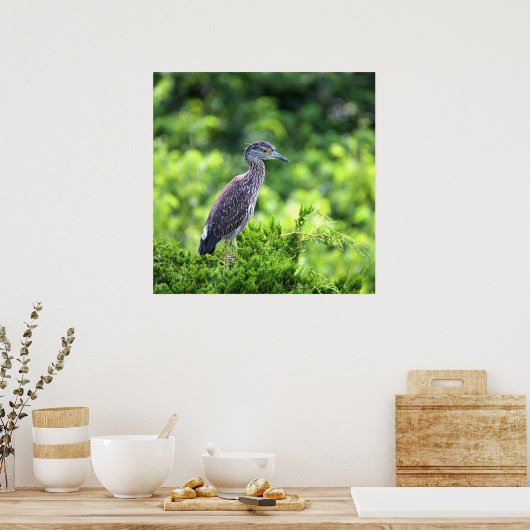 Juvenile Geel-vol Poster Night-Heron (Keuken)