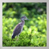 Juvenile Geel-vol Poster Night-Heron (Voorkant)