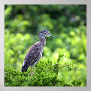 Juvenile Geel-vol Poster Night-Heron