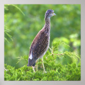 Juvenile Geel-vol Poster Night-Heron (Voorkant)