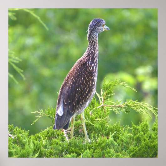 Juvenile Geel-vol Poster Night-Heron (Voorkant)