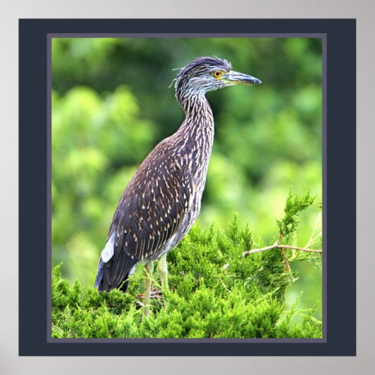 Juvenile Geel-vol Poster Night-Heron (Voorkant)
