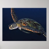 Juvenile Green Turtle Poster (Voorkant)