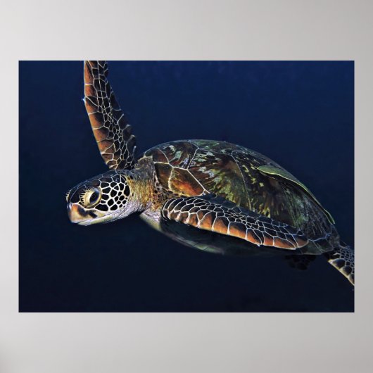 Juvenile Green Turtle Poster (Voorkant)