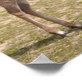 Juvenile grote kudu poster (Hoek)